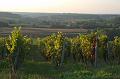 Vineyard, evening, near Buvilly IMGP3275